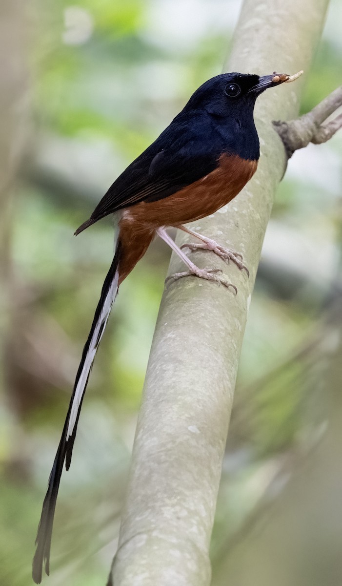 White-rumped Shama - ML641711388