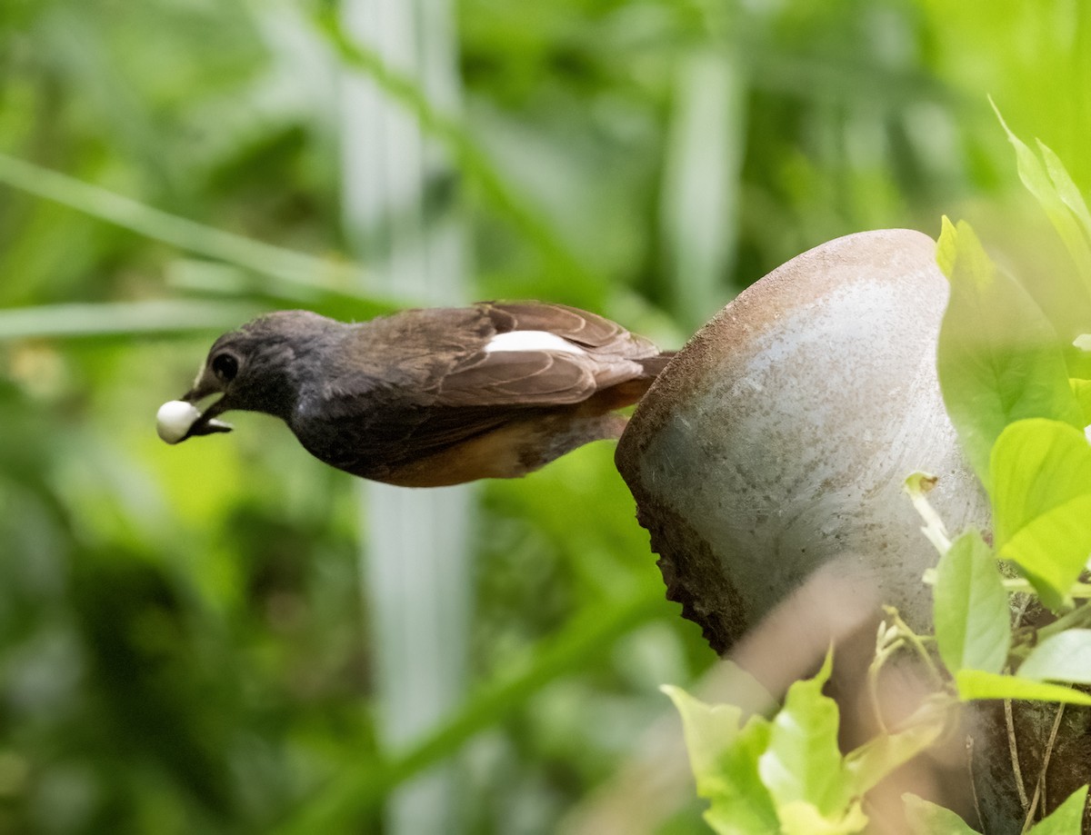 White-rumped Shama - ML641711389