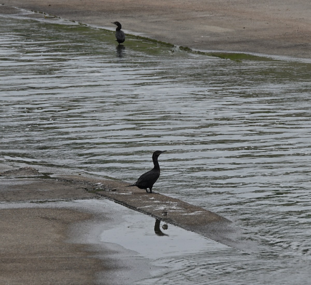 Neotropic Cormorant - ML641711419