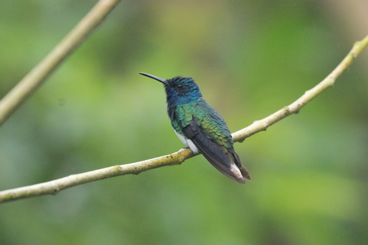 White-necked Jacobin - ML641711439