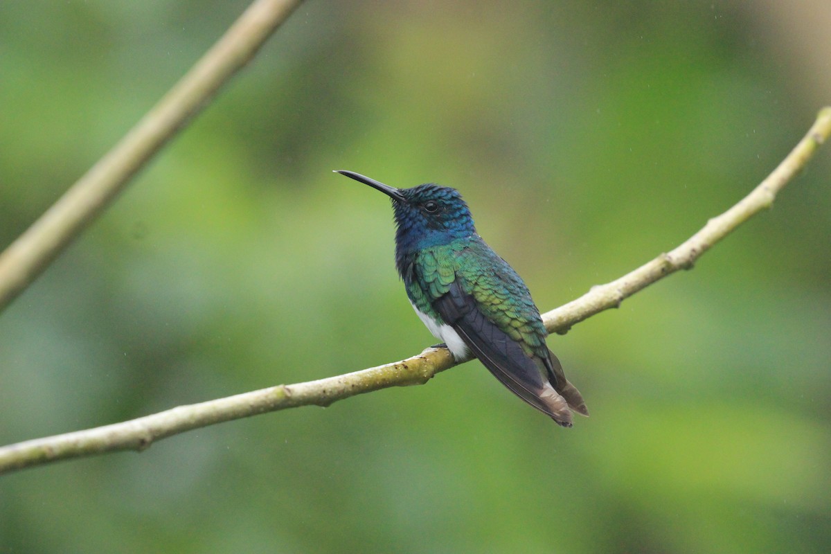 White-necked Jacobin - ML641711440