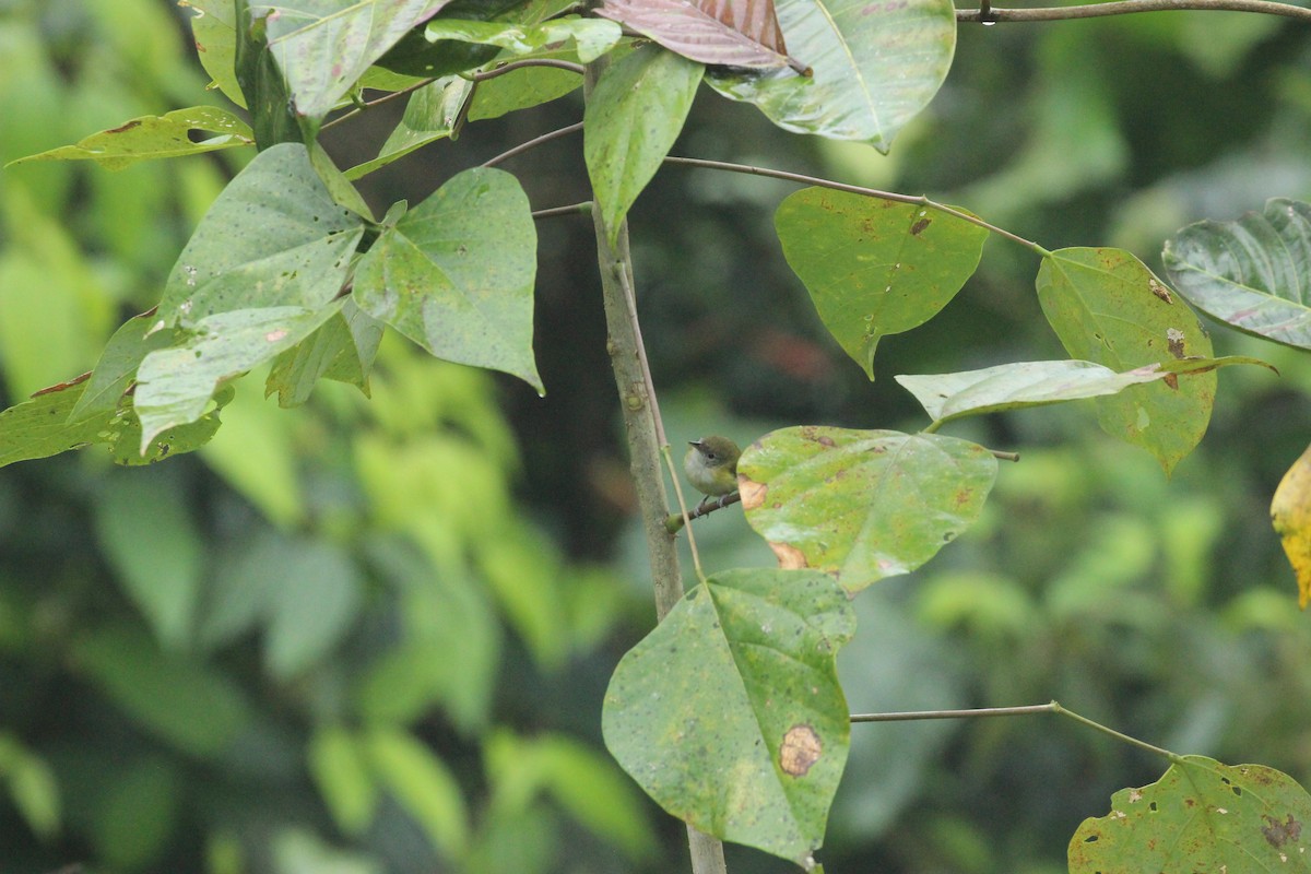 Lesser Greenlet - ML641711457