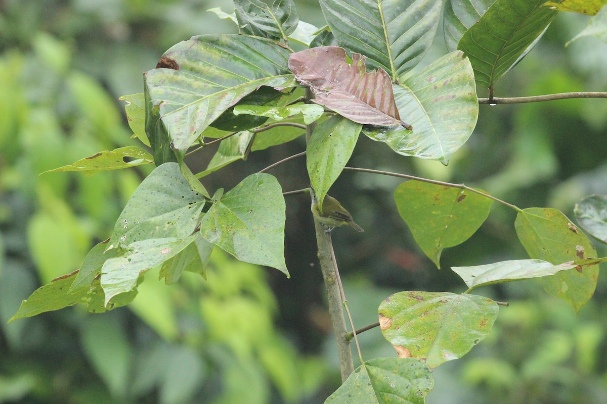 Lesser Greenlet - ML641711458