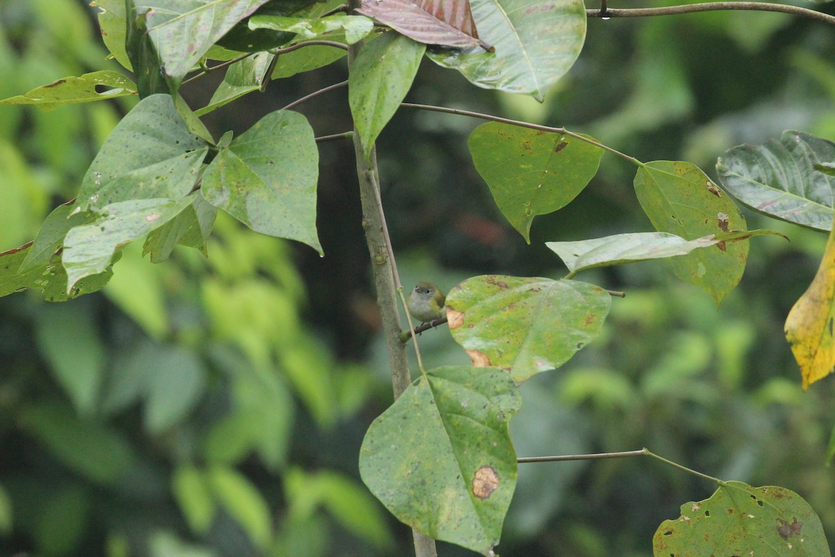 Lesser Greenlet - ML641711459