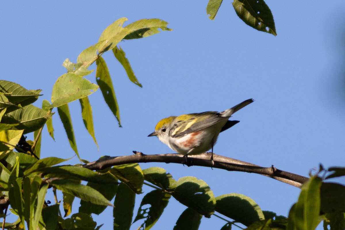 Chestnut-sided Warbler - ML641711526