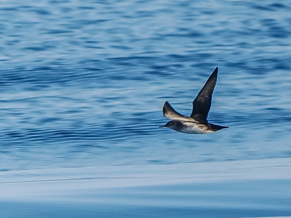 Black-vented Shearwater - ML641711542