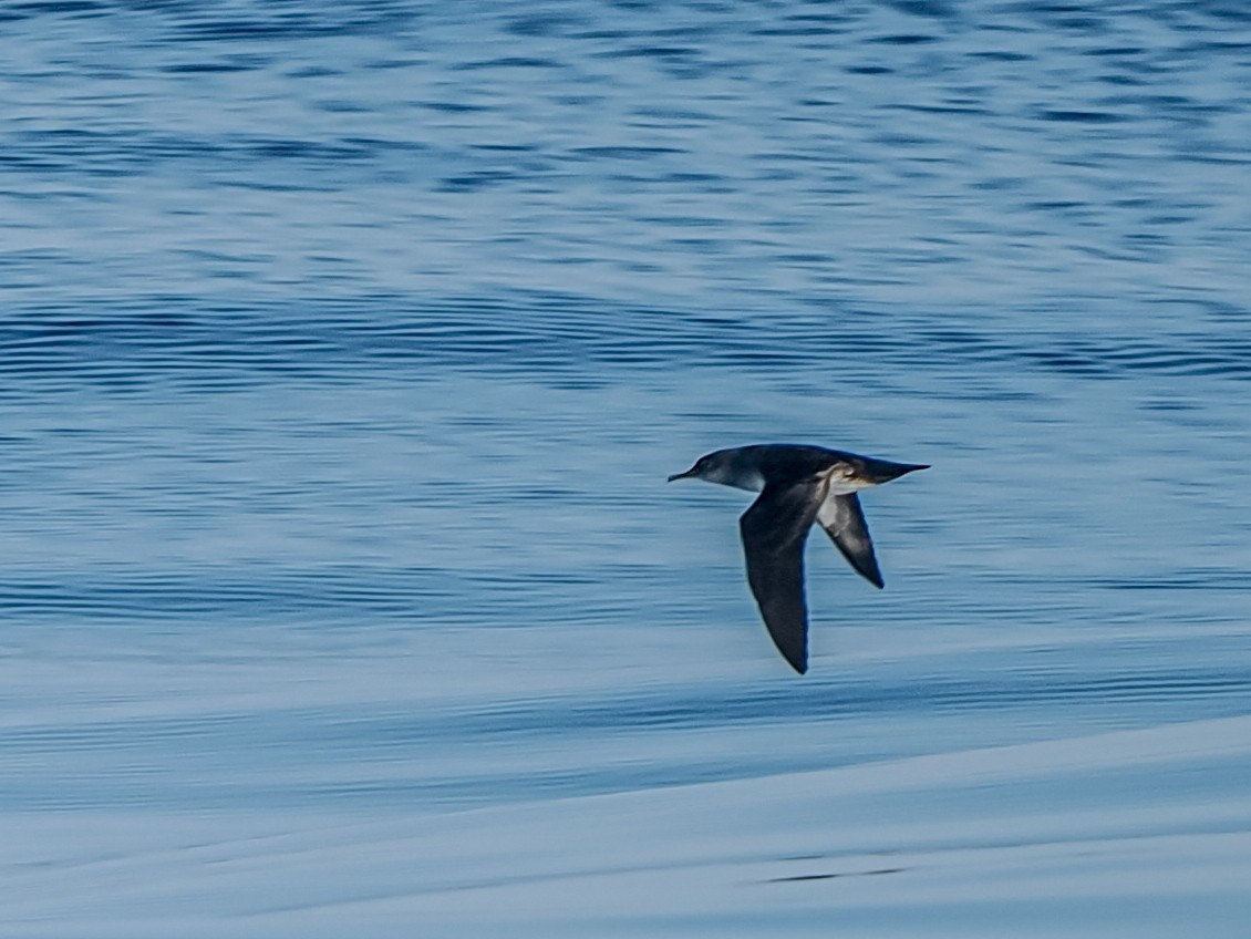 Black-vented Shearwater - ML641711543