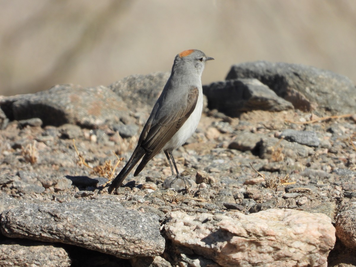 Rufous-naped Ground-Tyrant - ML641711557