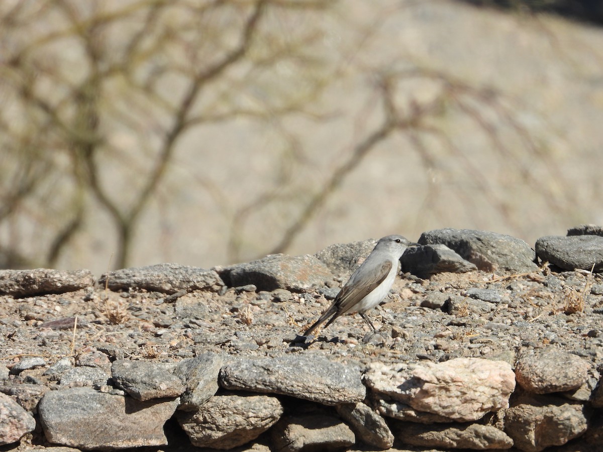 Rufous-naped Ground-Tyrant - ML641711558