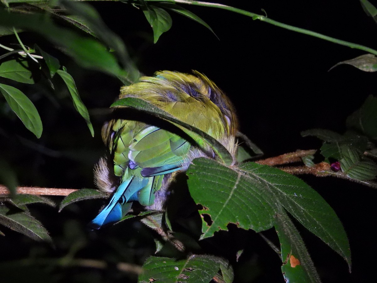 Lesson's Motmot - ML641711577