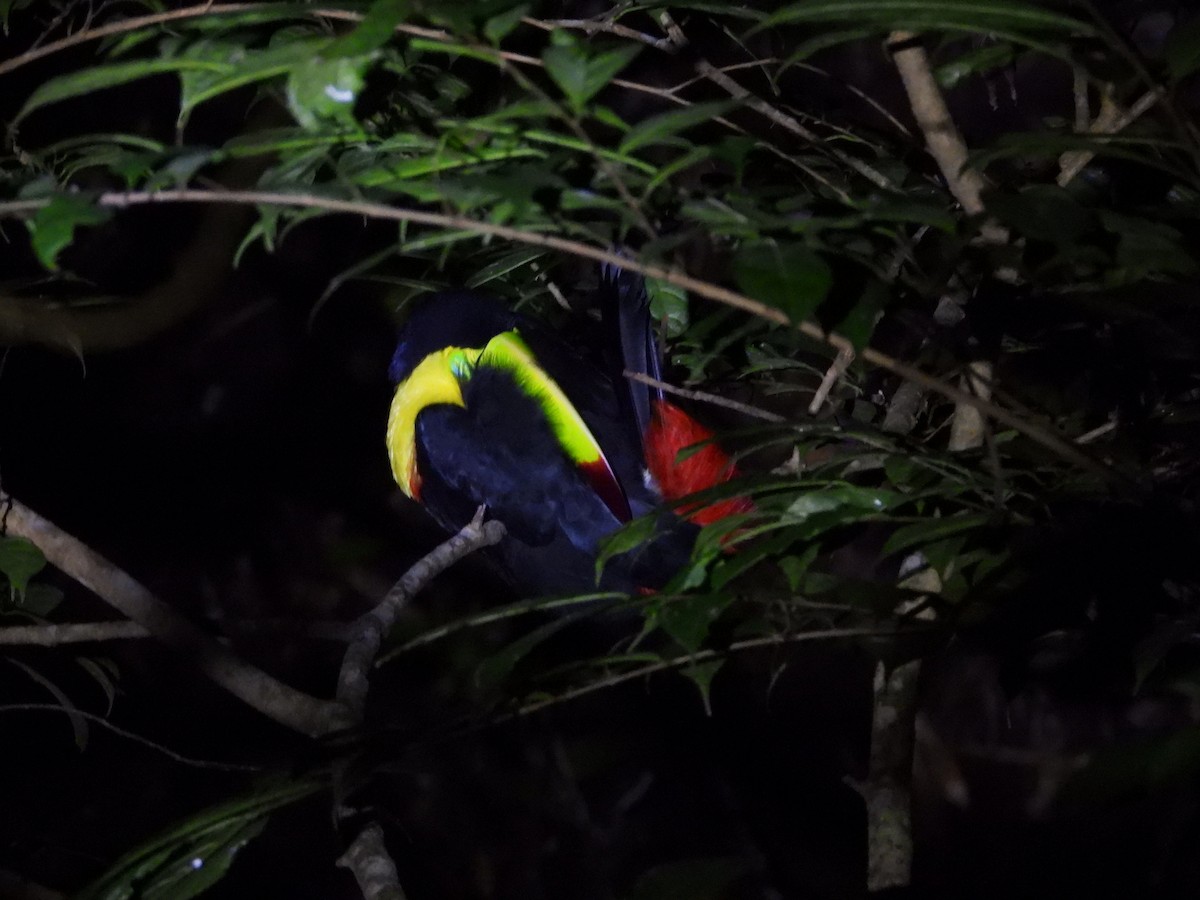 Toucan à carène - ML641711592