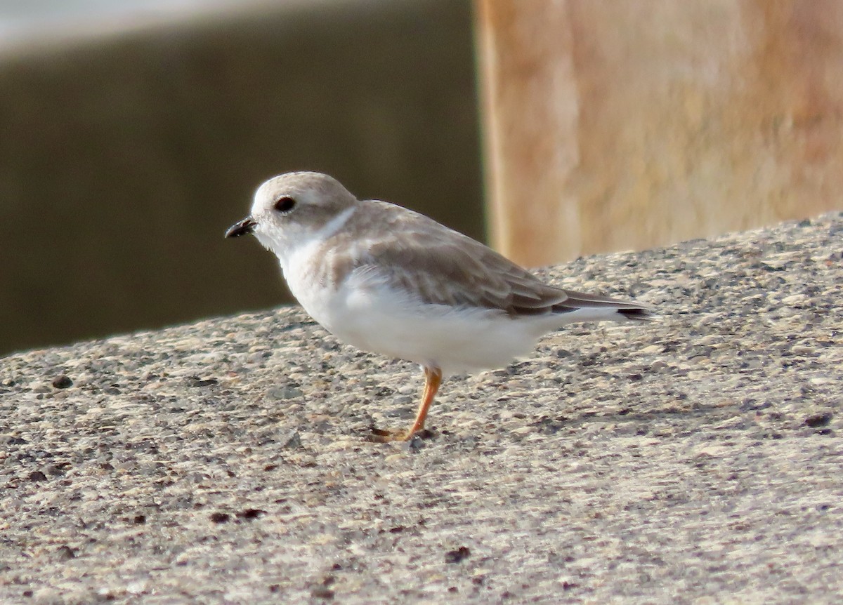 Piping Plover - ML641711627
