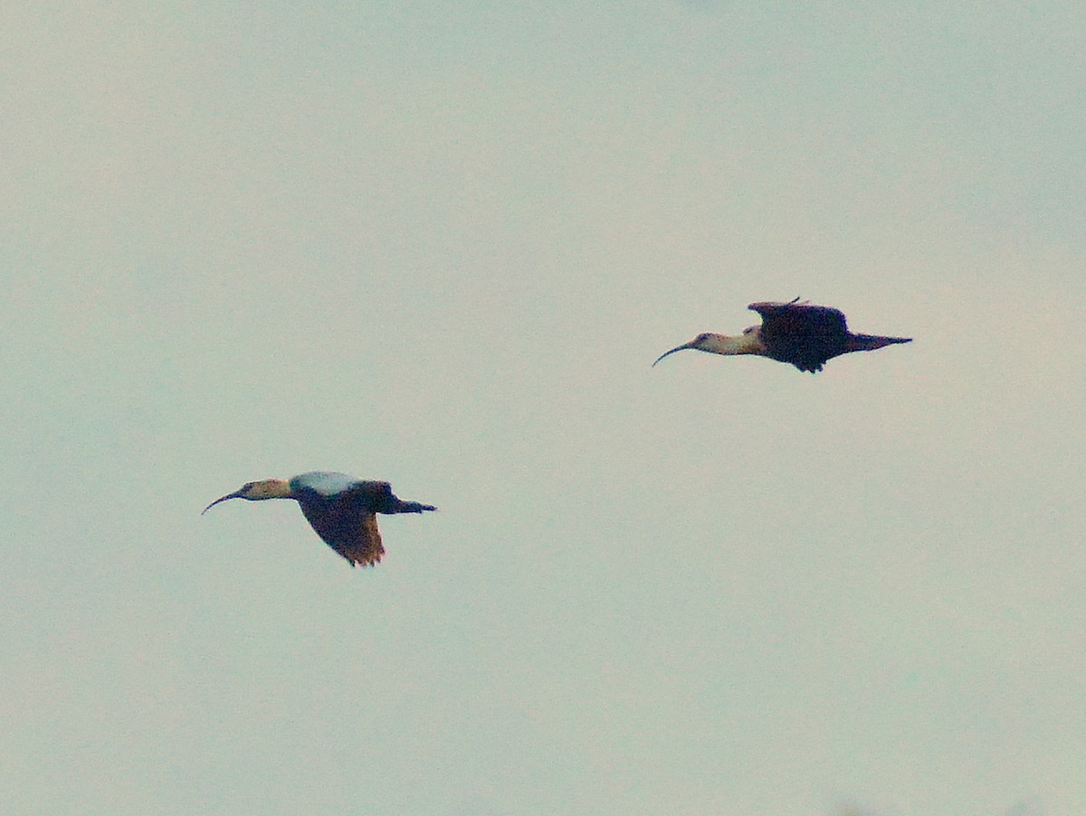 Buff-necked Ibis - ML641711644