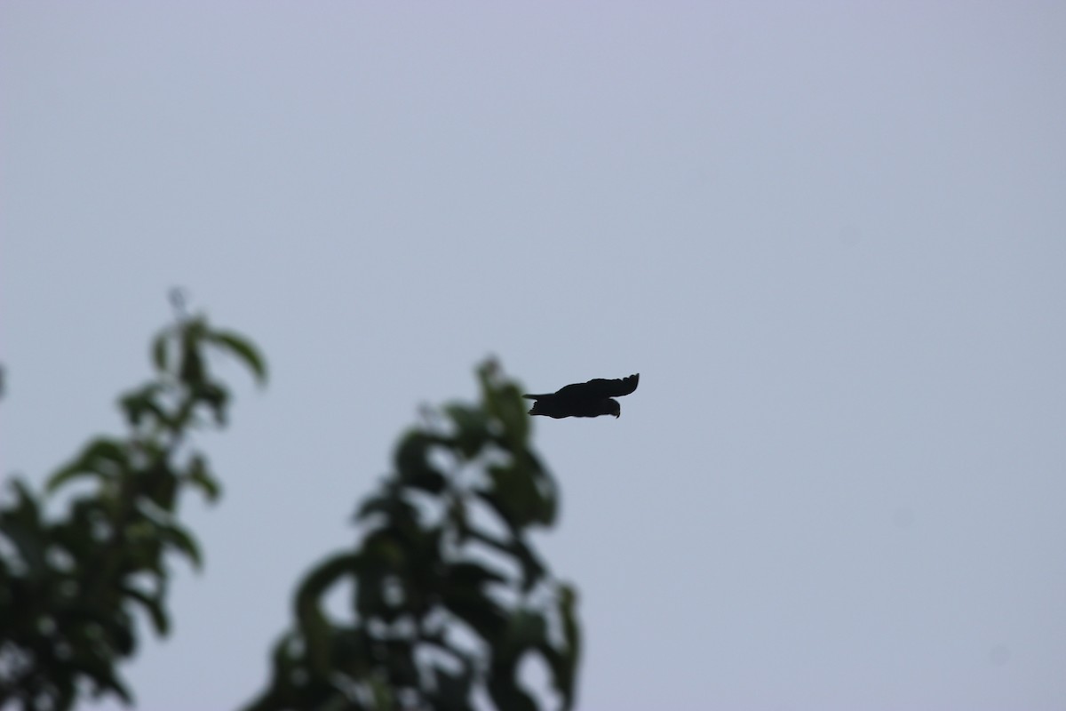 Bronze-winged Parrot - ML641711659