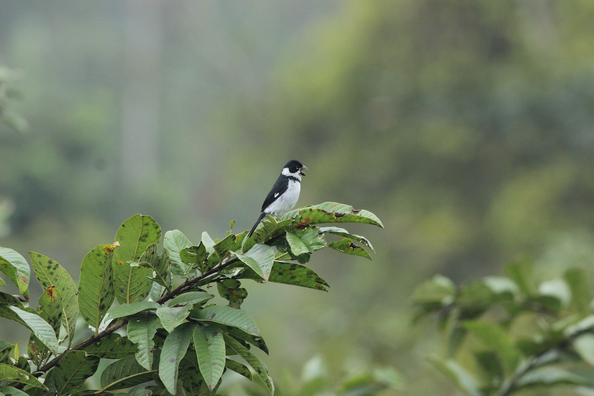 Variable Seedeater - ML641711711