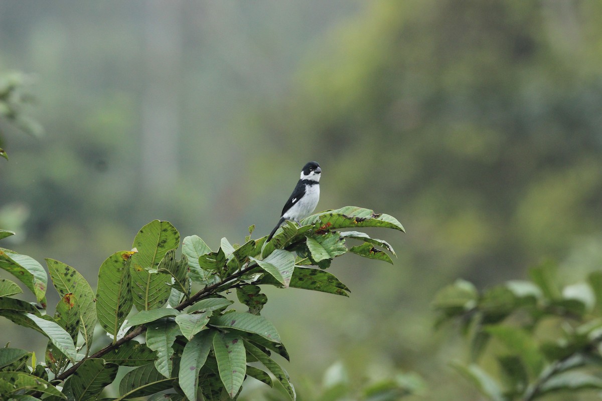 Variable Seedeater - ML641711712