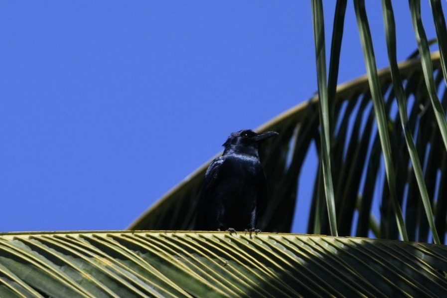Sinaloa Crow - ML641711720