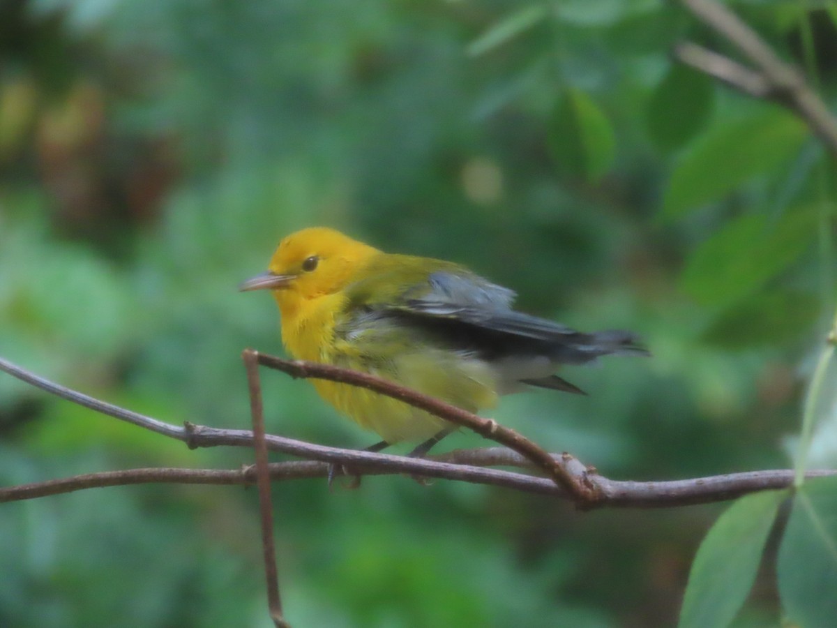 Prothonotary Warbler - ML641711728