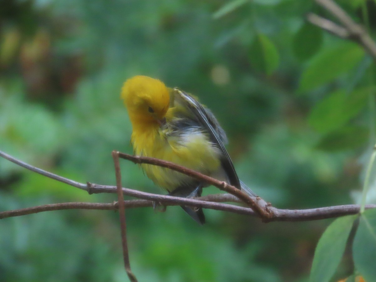 Prothonotary Warbler - ML641711729