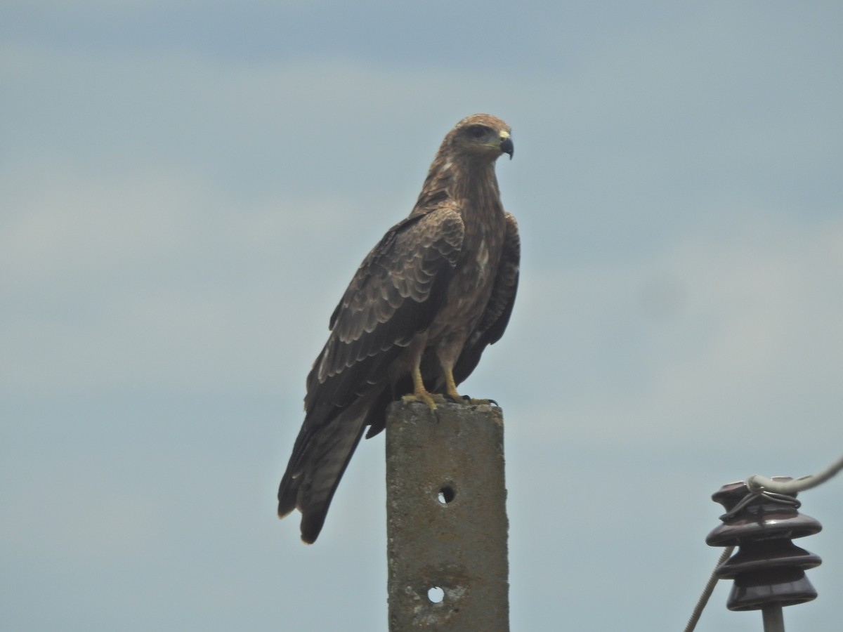 Сохор элээ - ML641711730