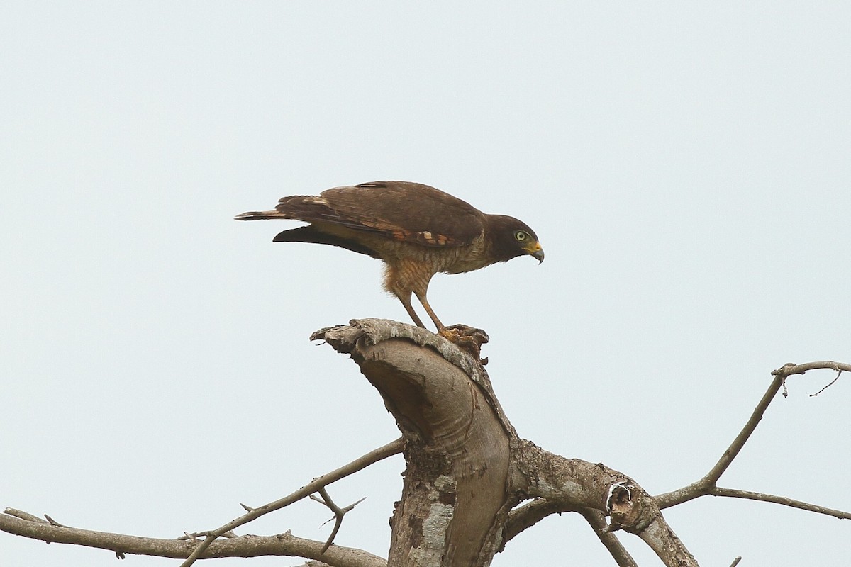 Roadside Hawk (Southern) - ML641711740