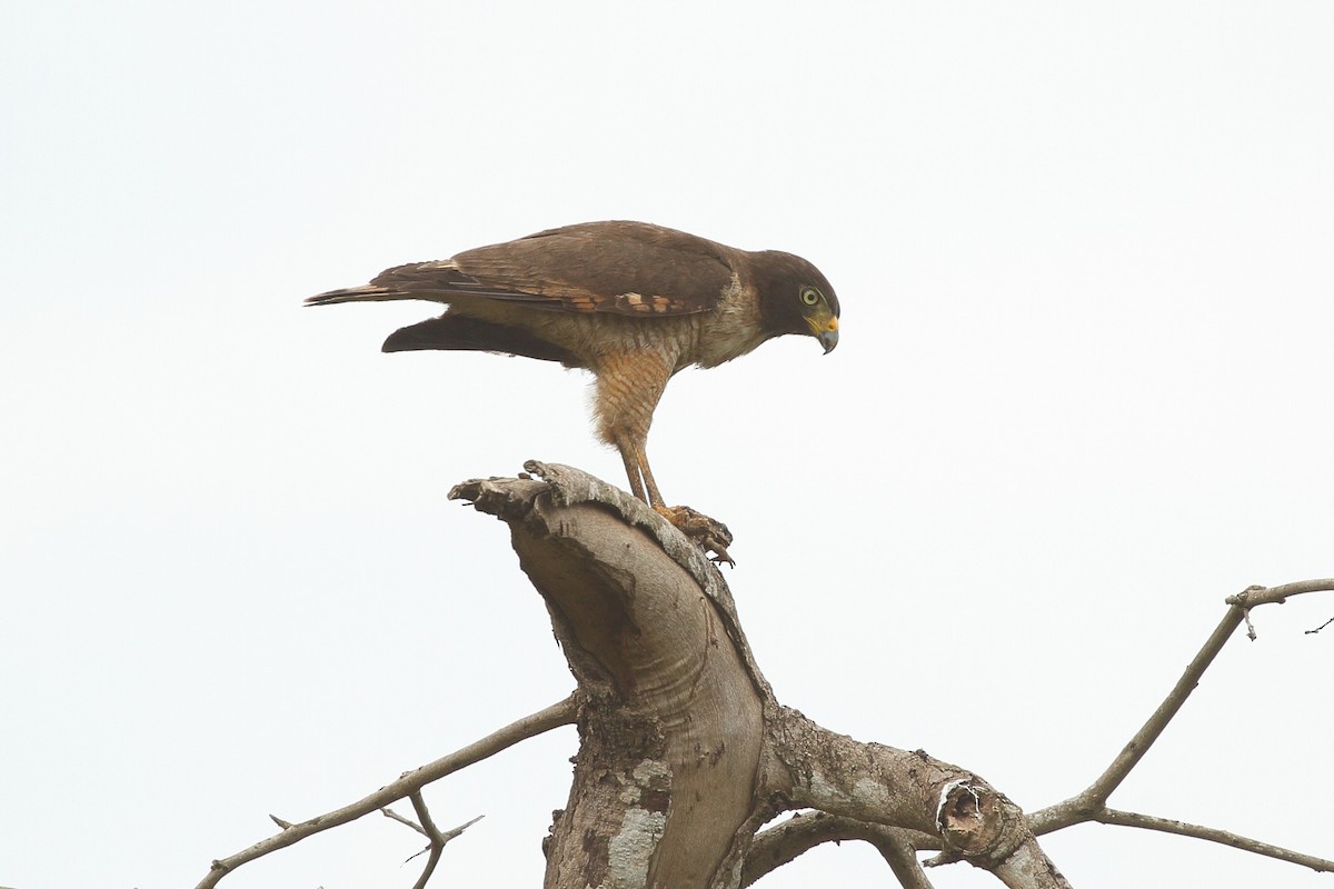 Roadside Hawk (Southern) - ML641711741
