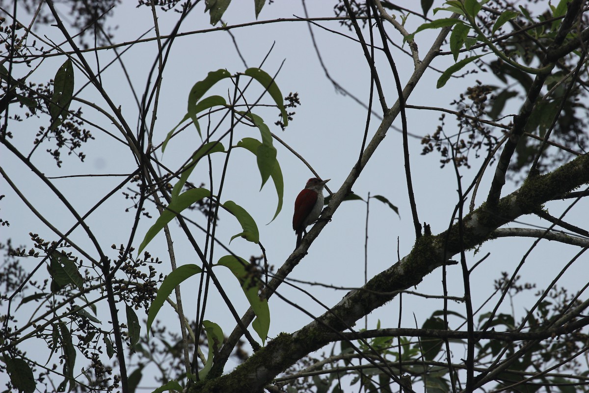 Scarlet-backed Woodpecker - ML641711743