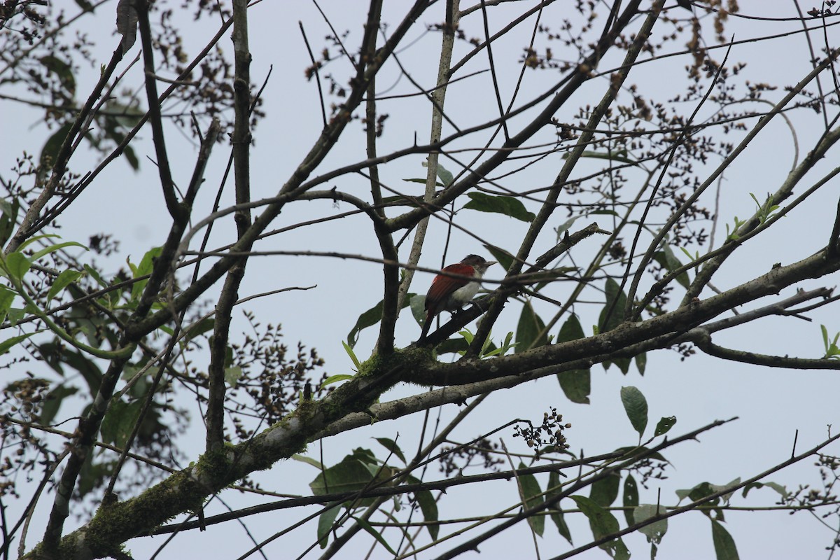 Scarlet-backed Woodpecker - ML641711744