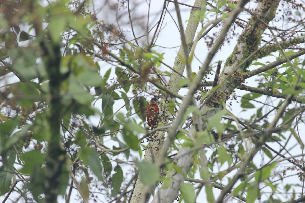 Scarlet-backed Woodpecker - ML641711745