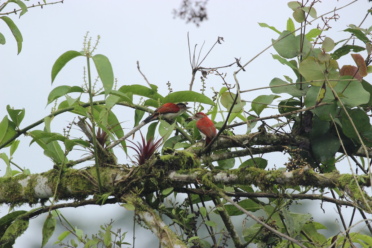 Scarlet-backed Woodpecker - ML641711746