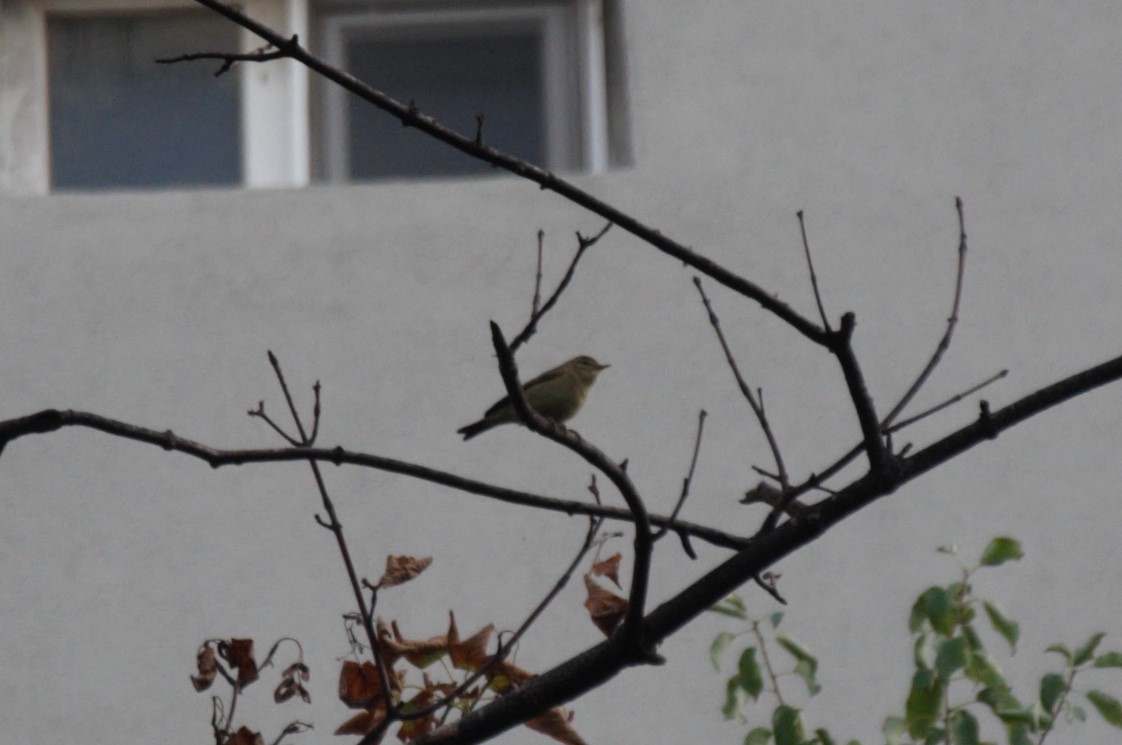 Common Chiffchaff - ML641711778
