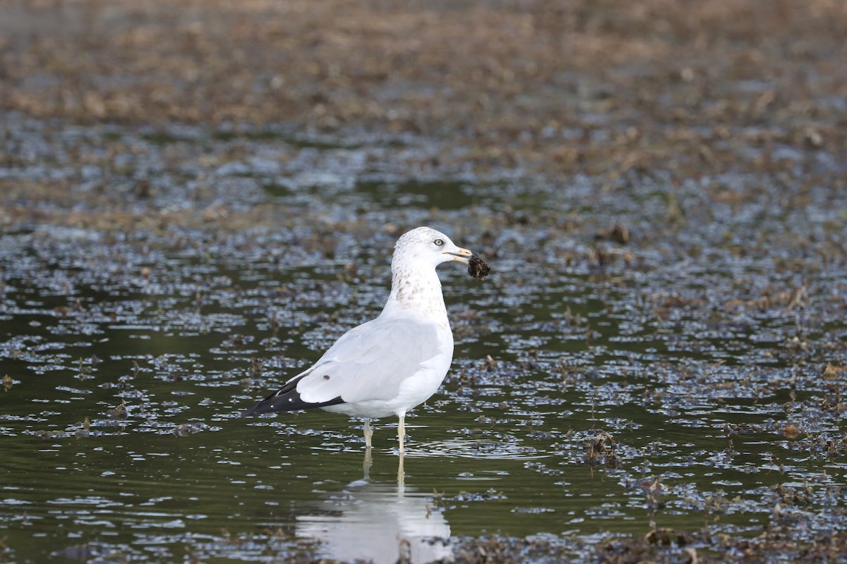 Ring-billed Gull - ML641711780