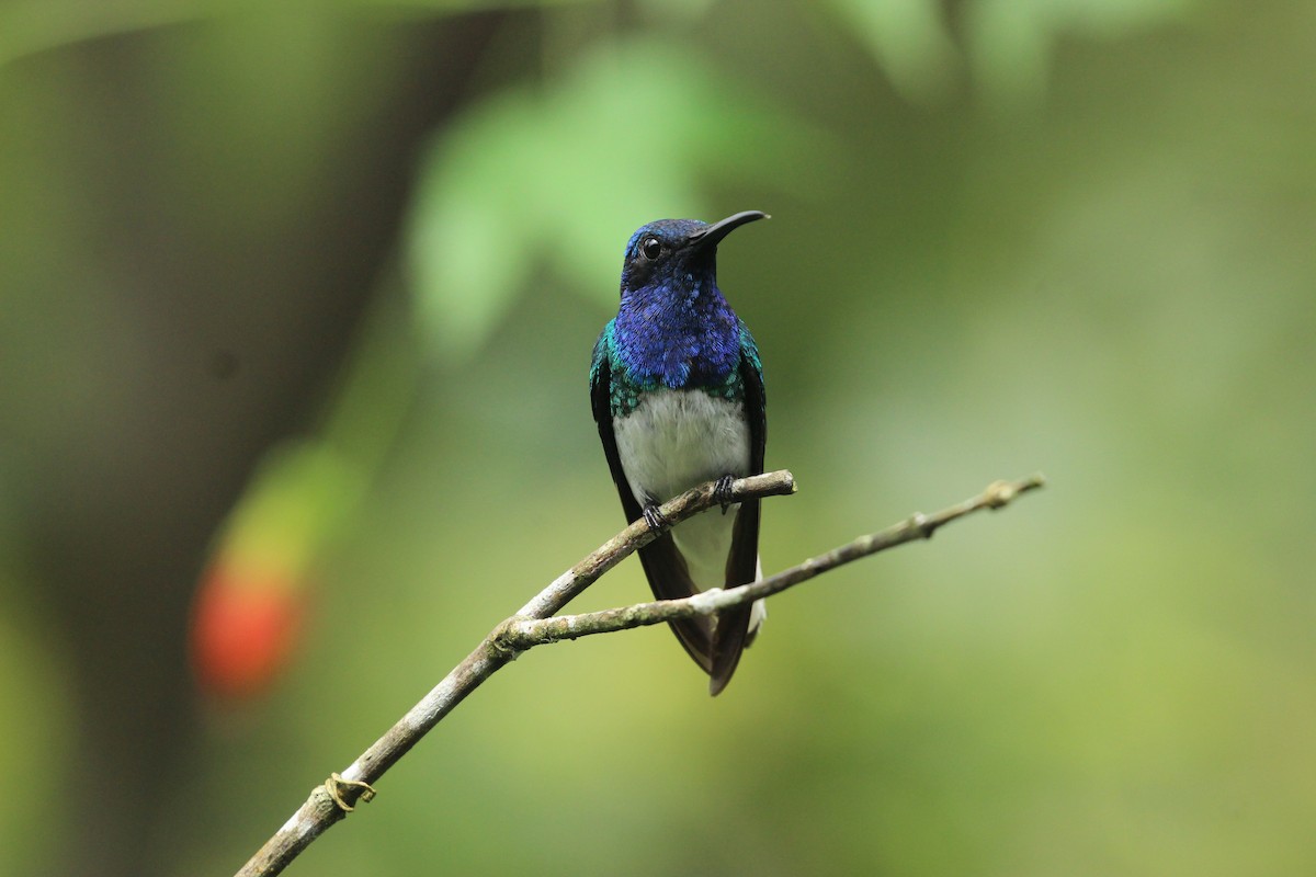 White-necked Jacobin - ML641711785