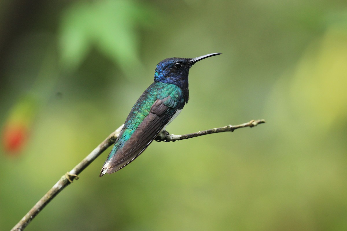 White-necked Jacobin - ML641711787