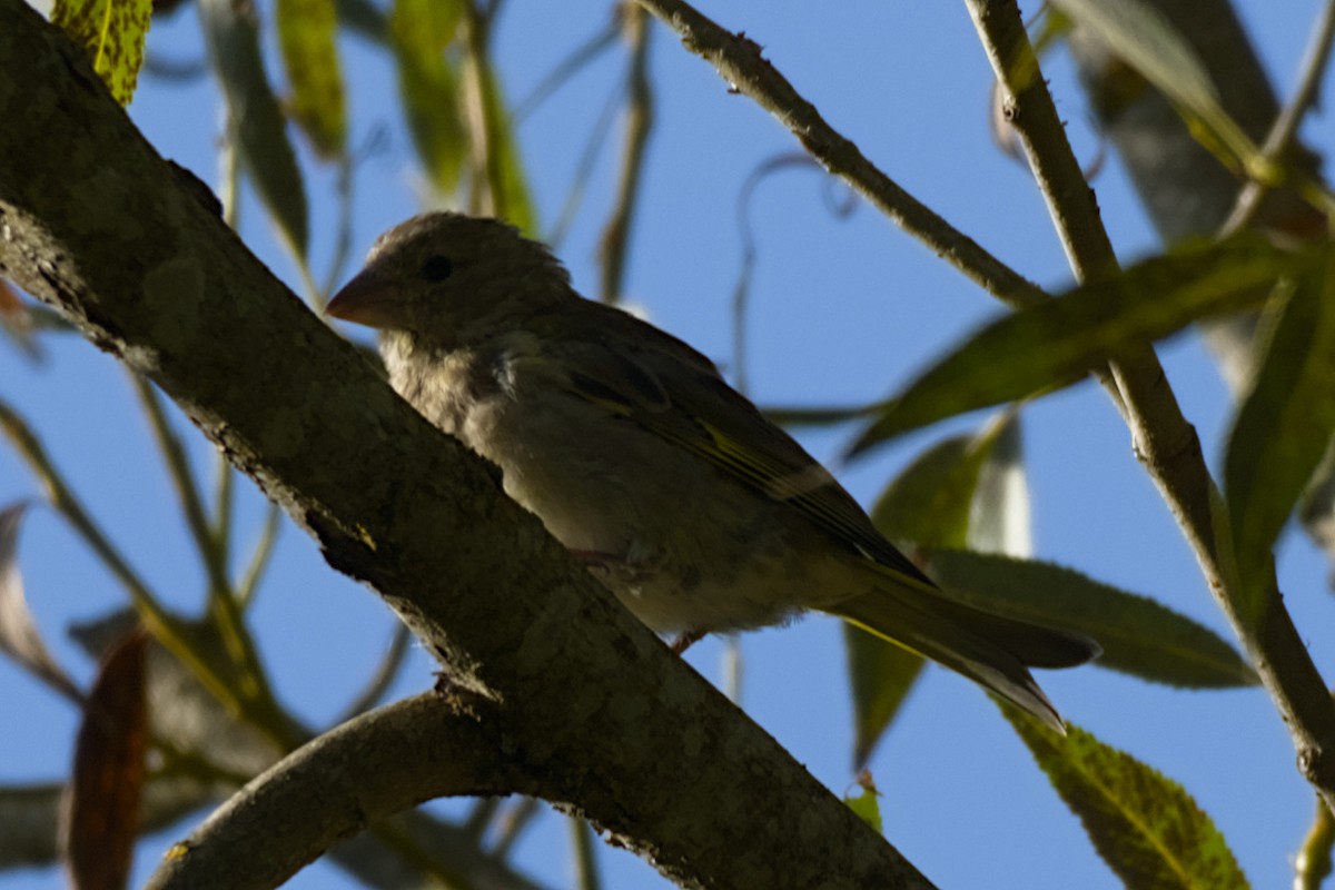 European Greenfinch - ML641711798