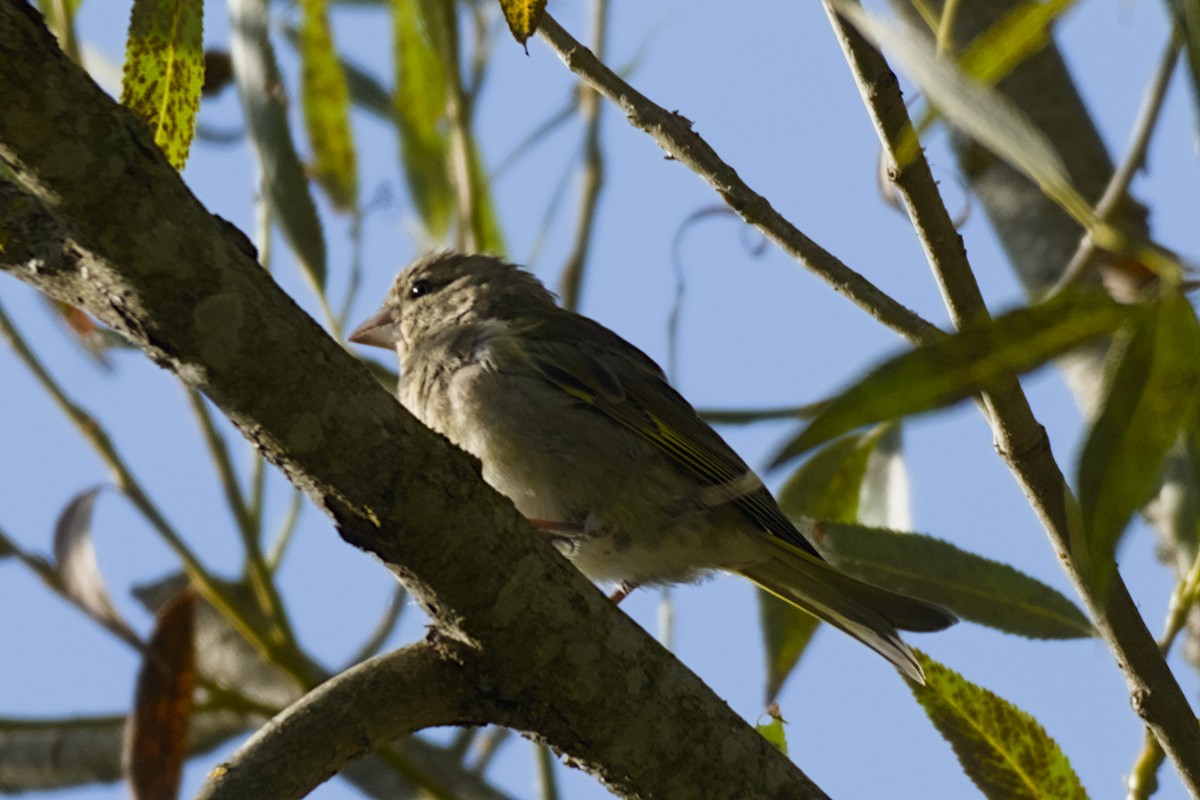 European Greenfinch - ML641711799