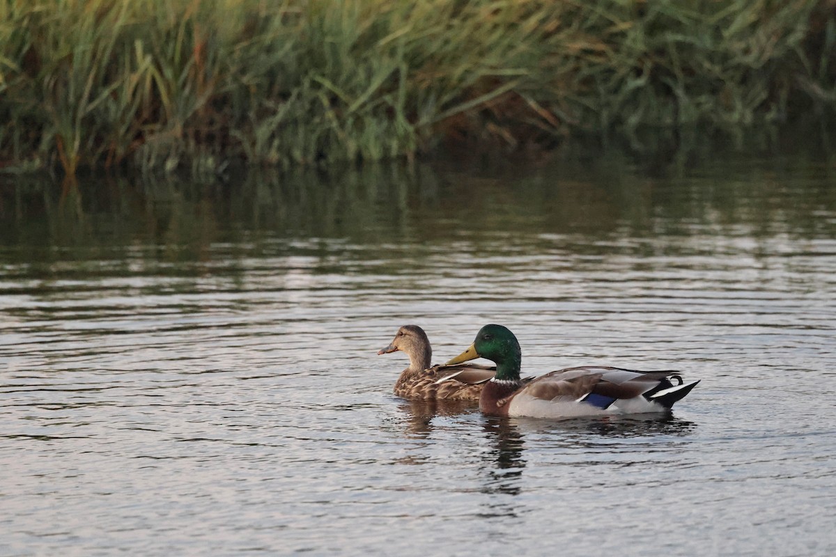 Mallard - ML641711811