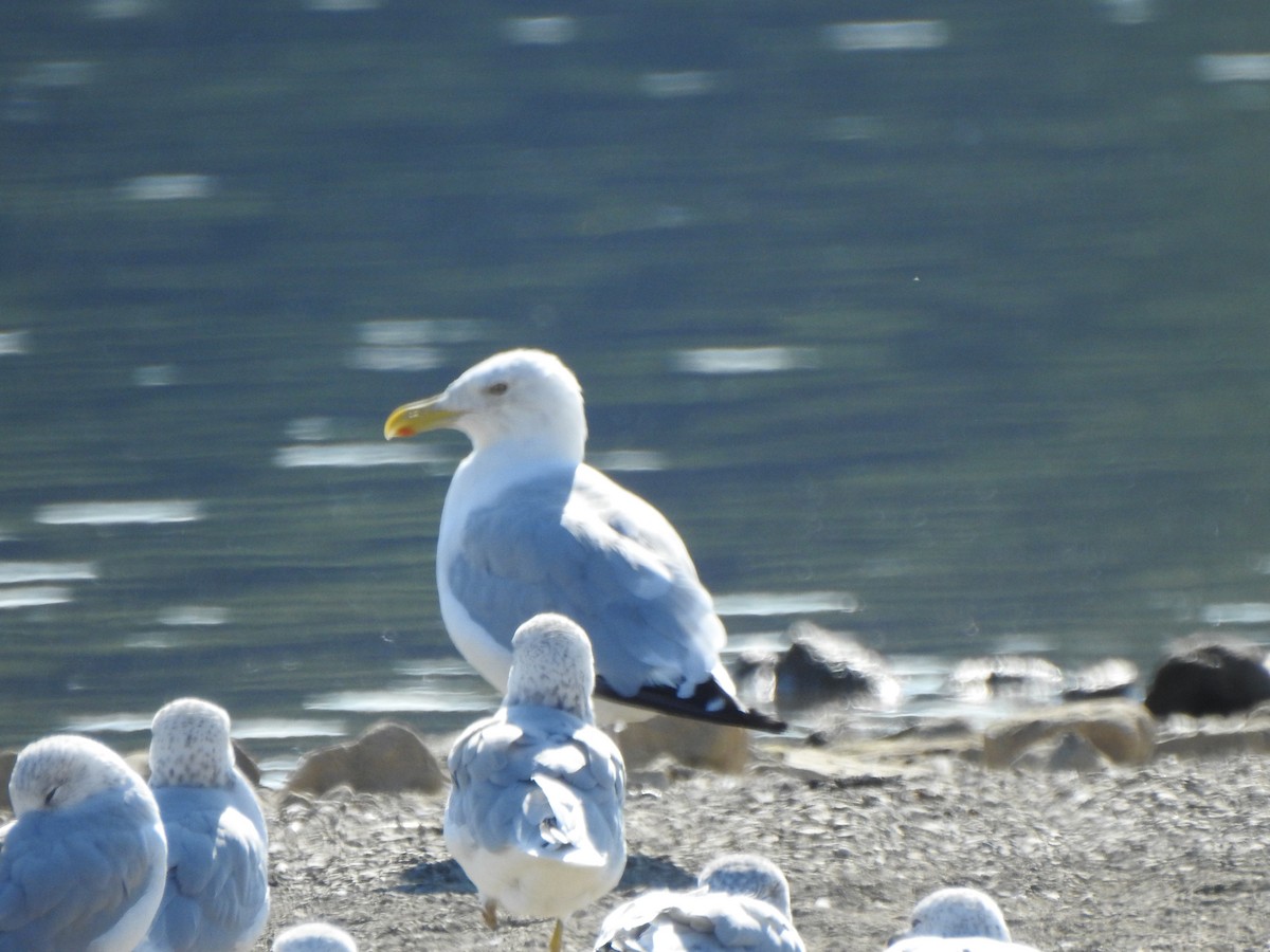 American Herring Gull - ML641711858