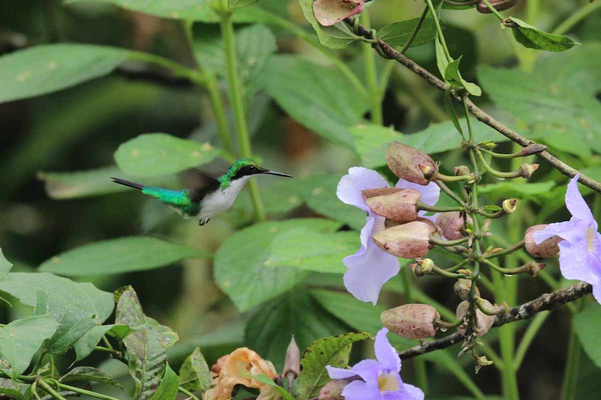 Purple-crowned Fairy - ML641711895