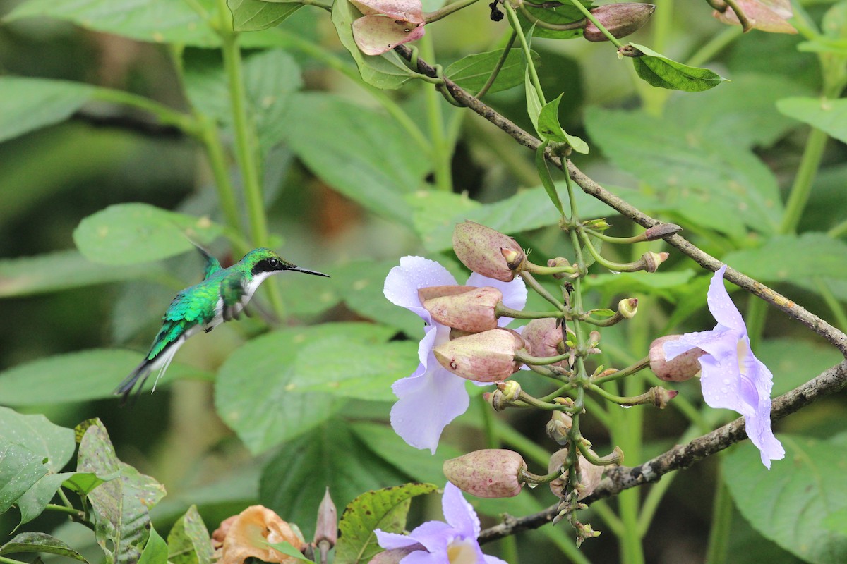 Purple-crowned Fairy - ML641711896