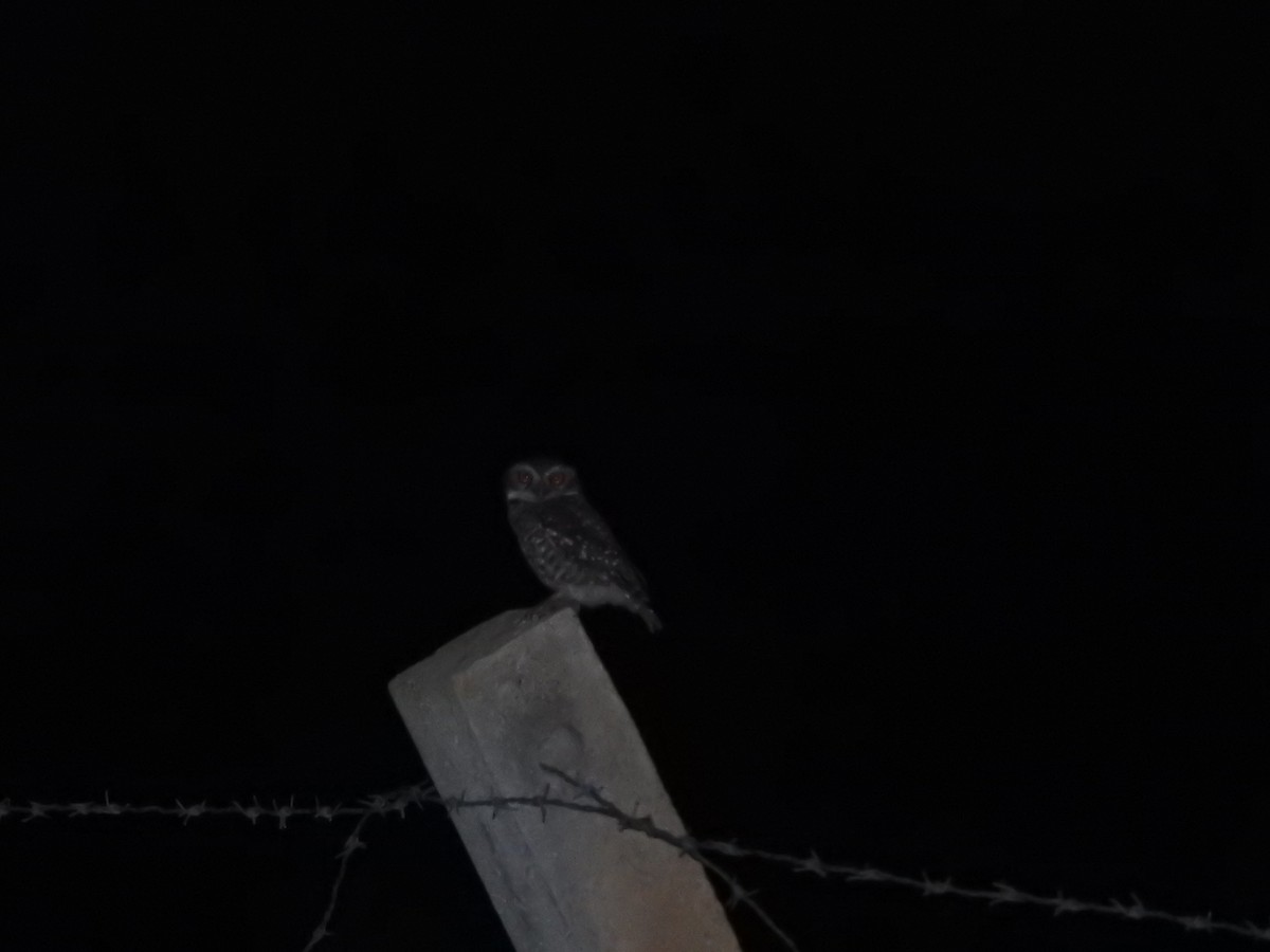Spotted Owlet - ML641711897