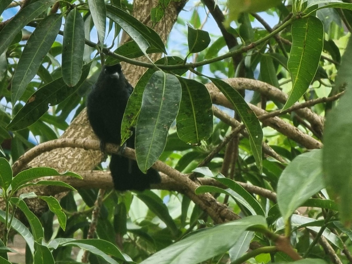 Greater Racket-tailed Drongo - ML641711949
