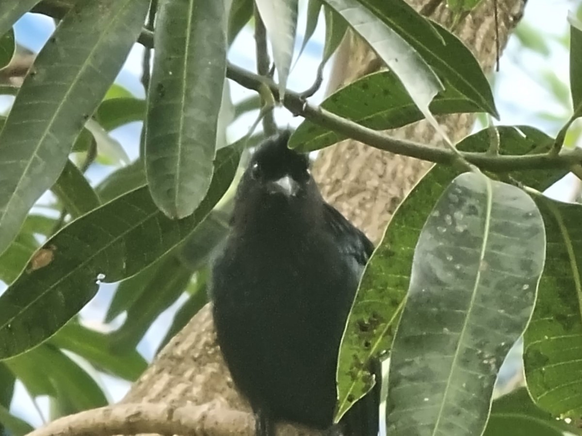 Greater Racket-tailed Drongo - ML641711956