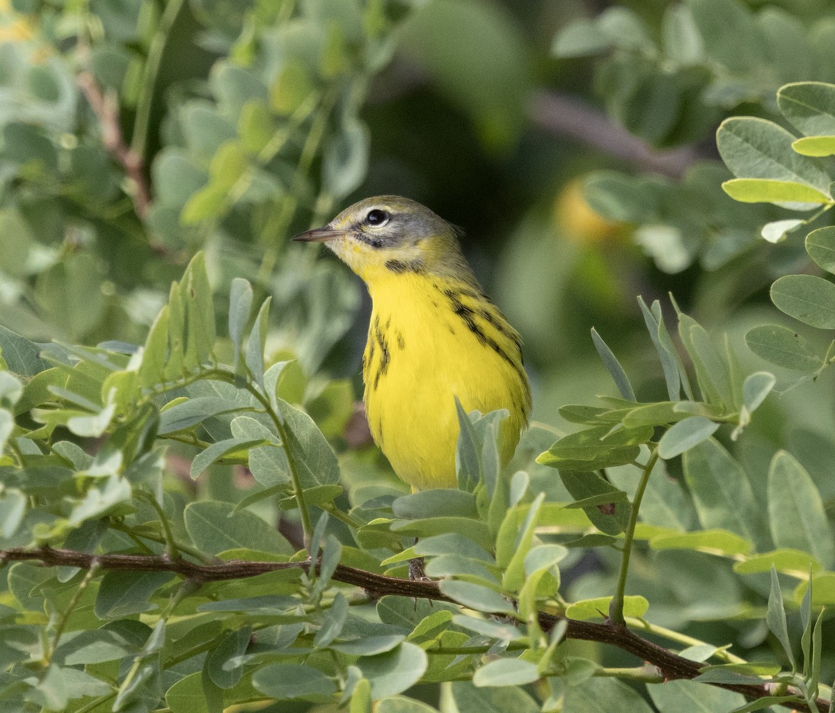 Prairie Warbler - ML641712038
