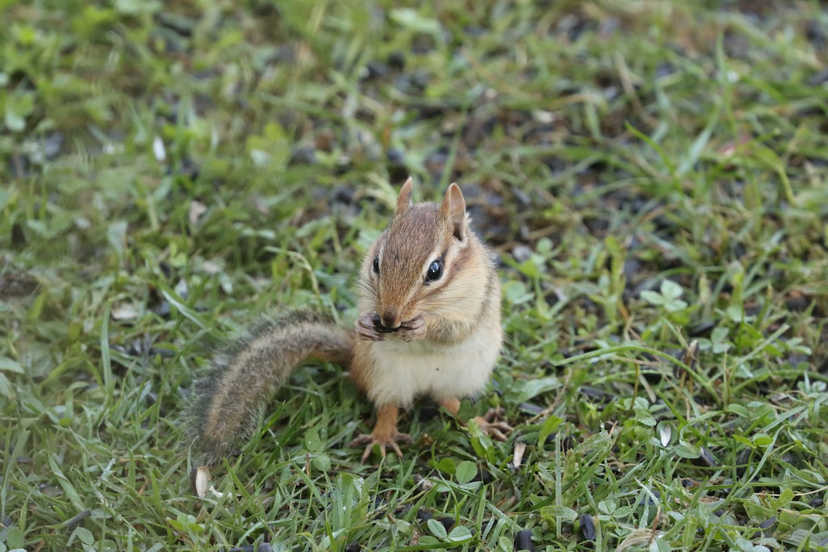Eastern Chipmunk - ML641712060