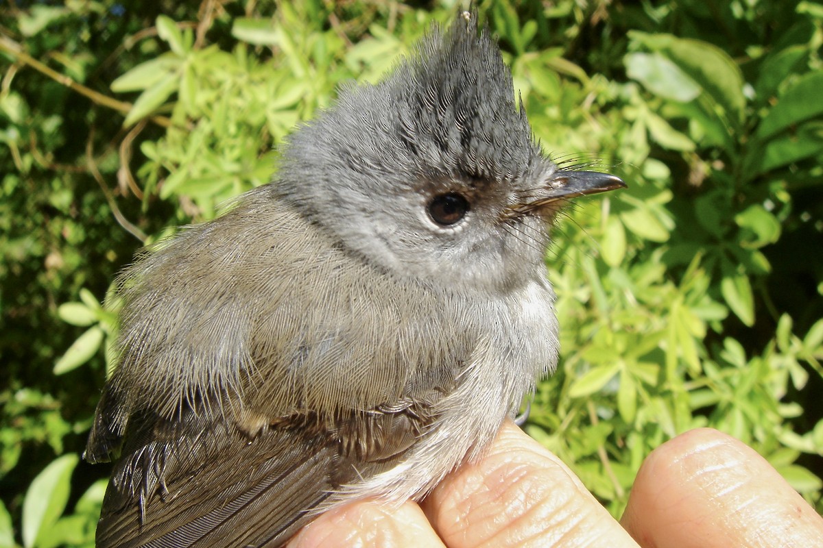 African Crested Flycatcher (Southern) - ML641712073