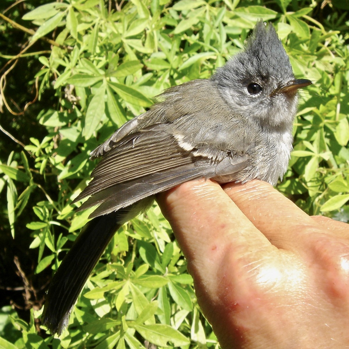 African Crested Flycatcher (Southern) - ML641712099