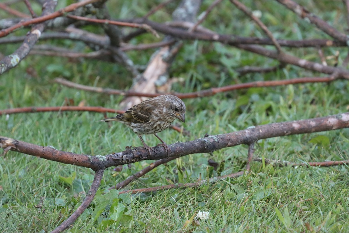 Purple Finch - ML641712109