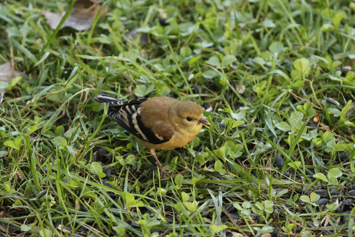 American Goldfinch - ML641712121