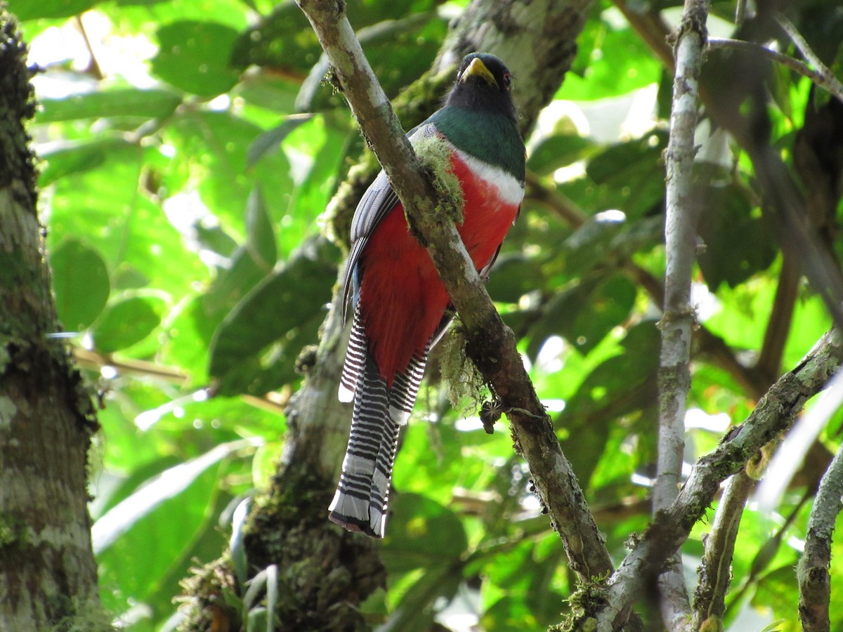 Trogon rosalba - ML641712127